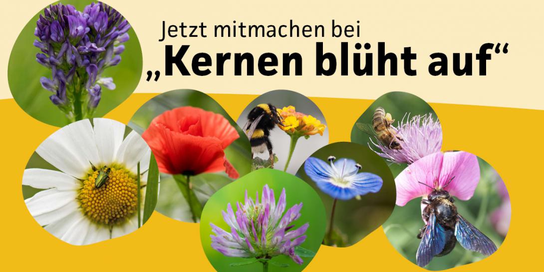 Kernen blüht auf